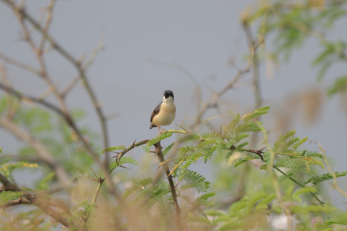 Ashy Prinia - ML647749109