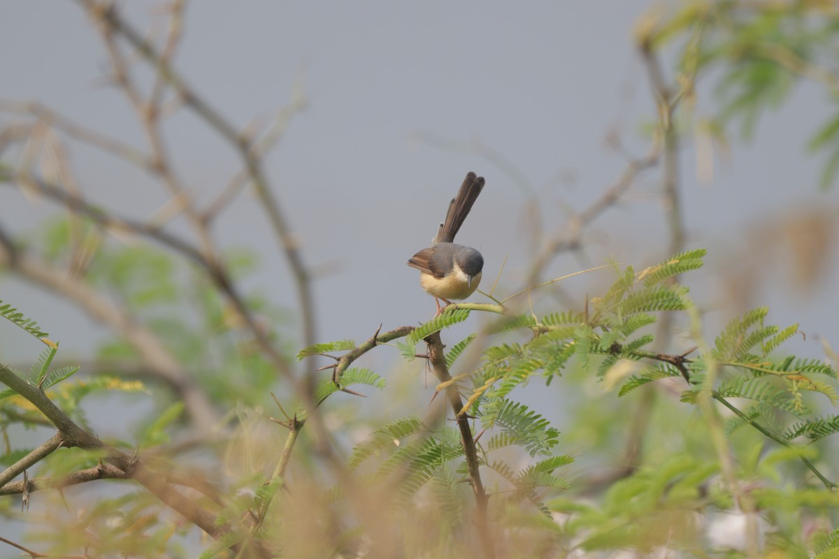 Ashy Prinia - ML647749110