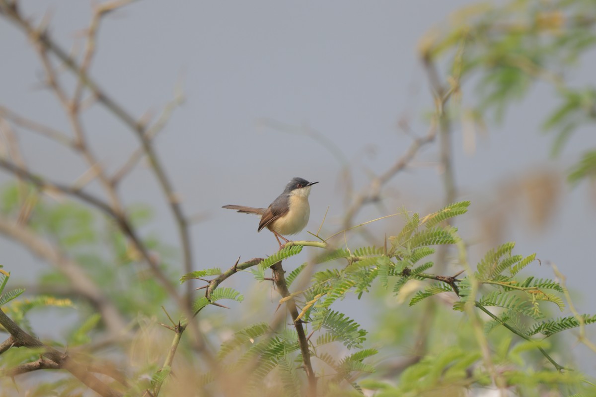 Ashy Prinia - ML647749111