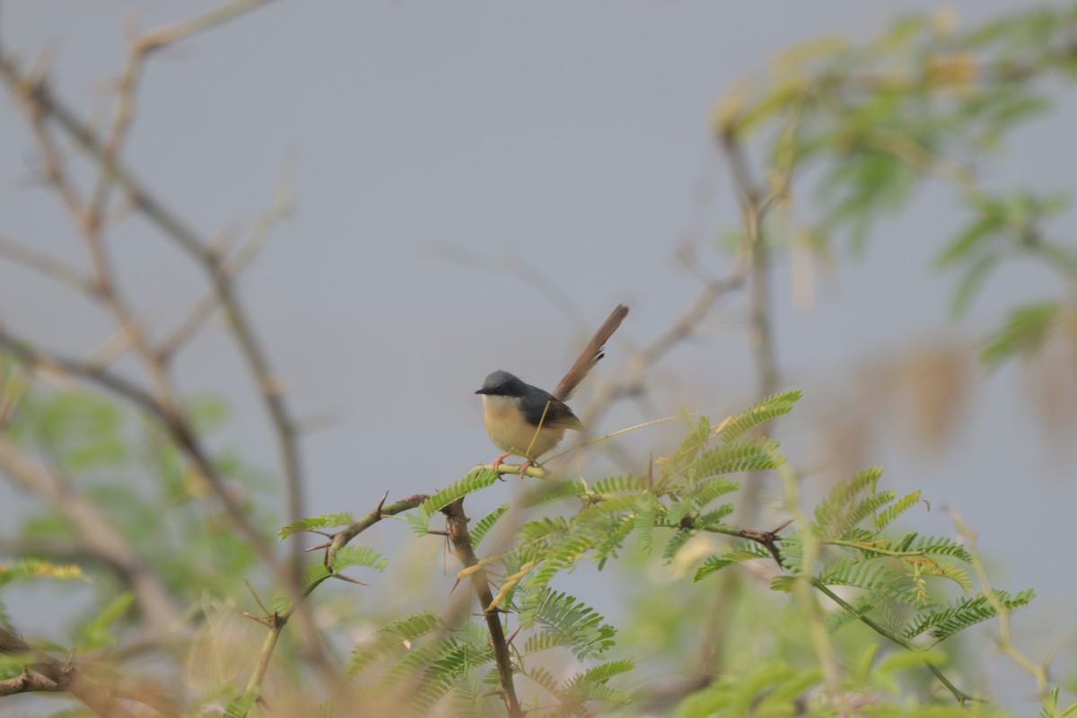 Ashy Prinia - ML647749113