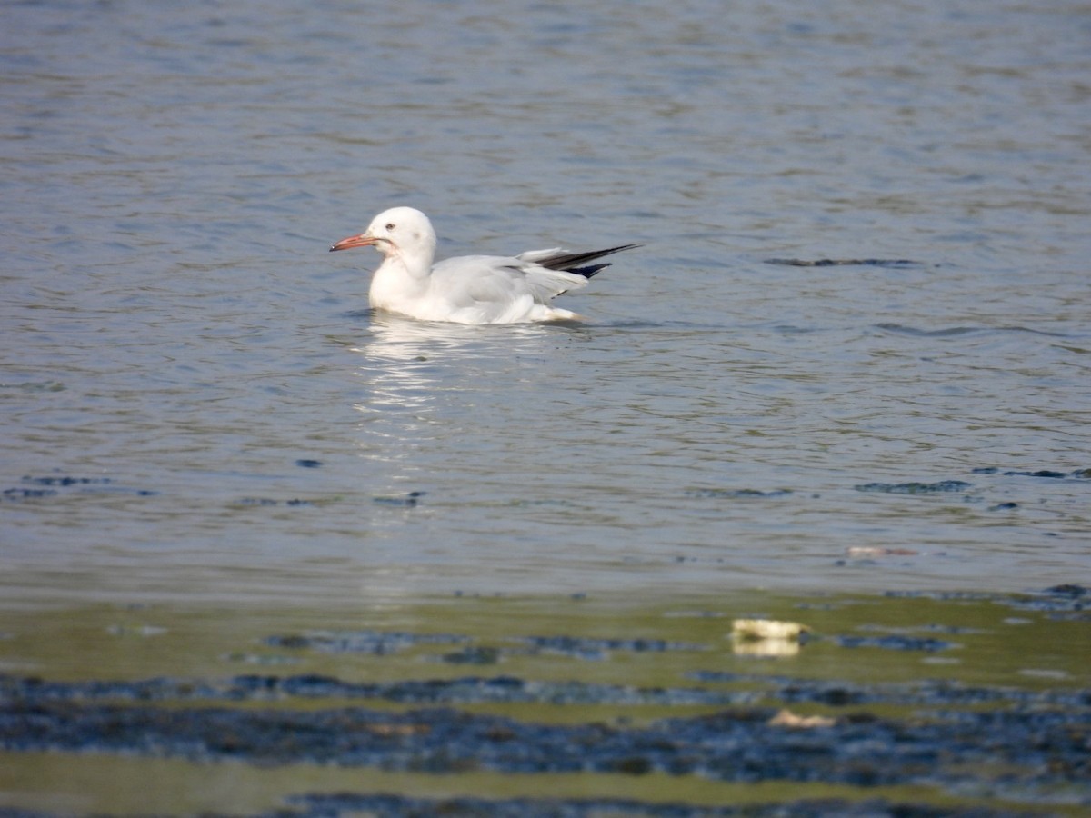 Морской голубок - ML647749121