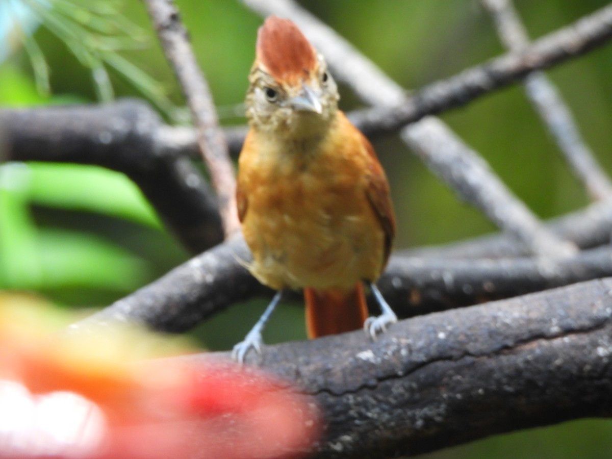 Barred Antshrike - ML647749137