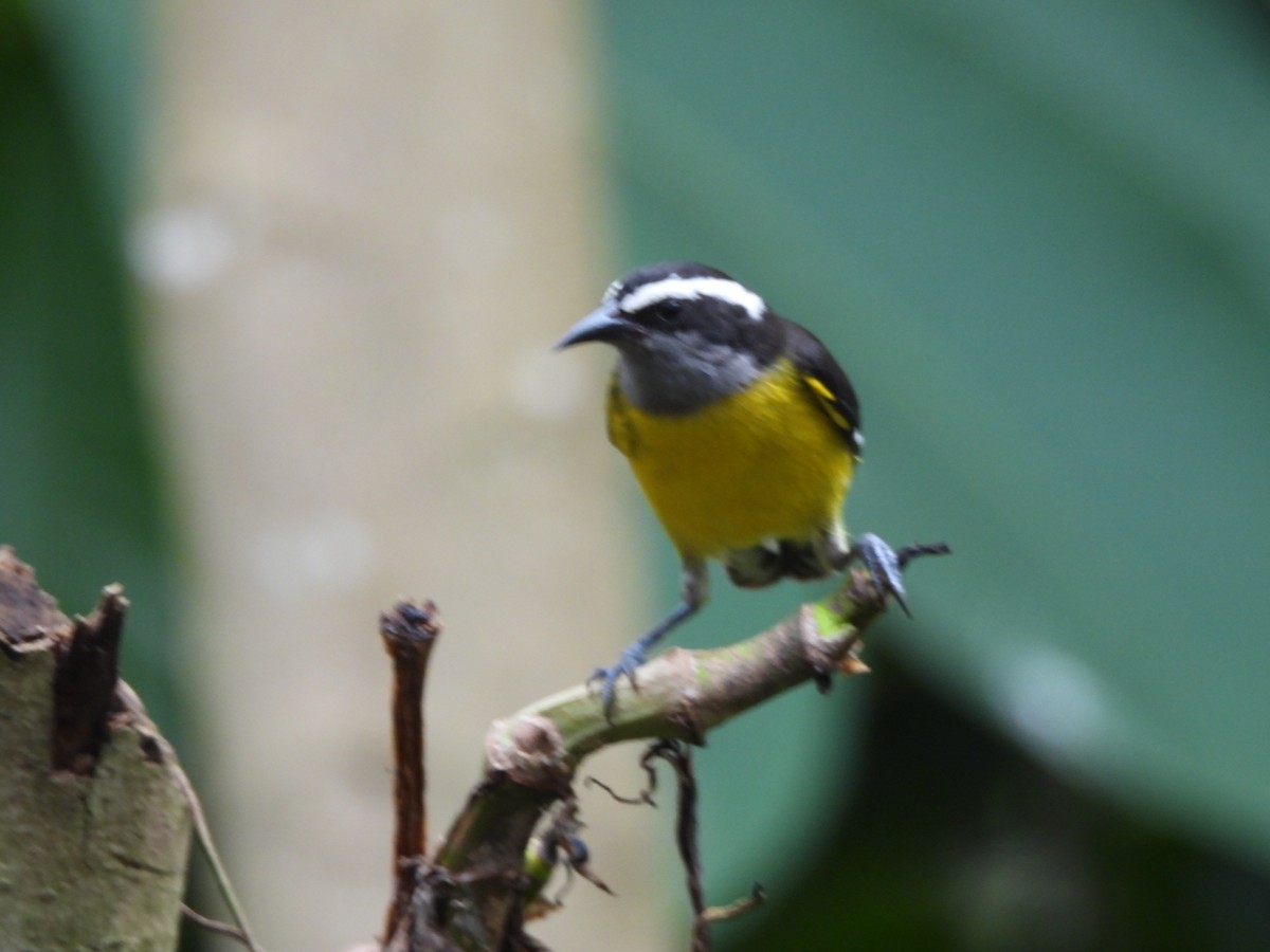 Bananaquit - ML647749140