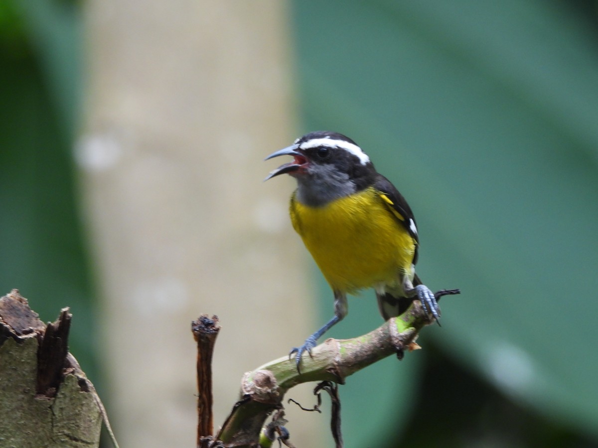 Bananaquit - ML647749151