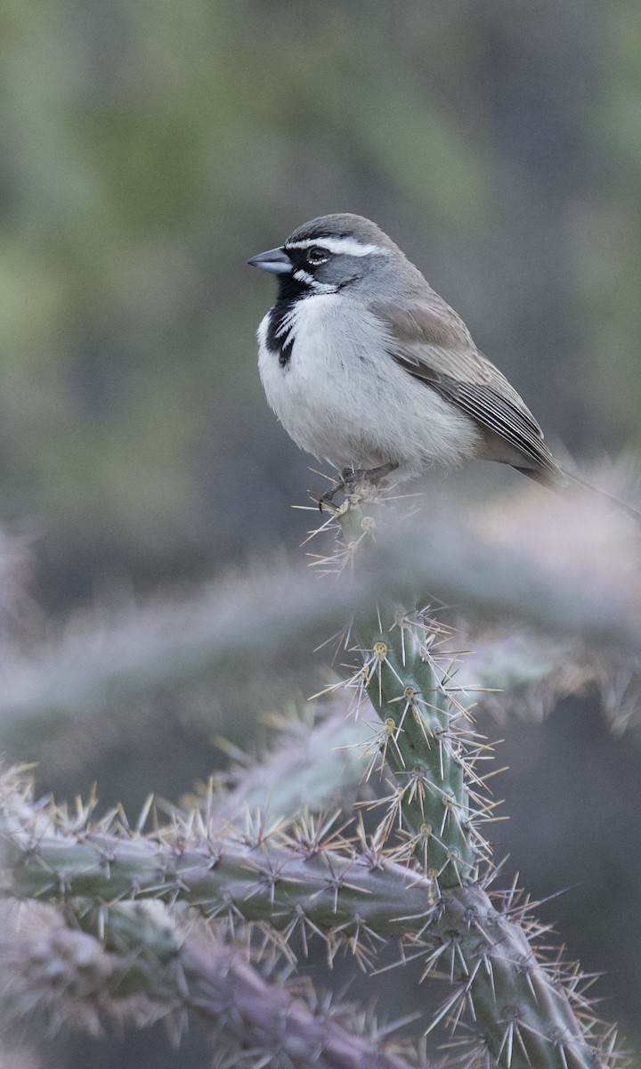 Black-throated Sparrow - ML647749152