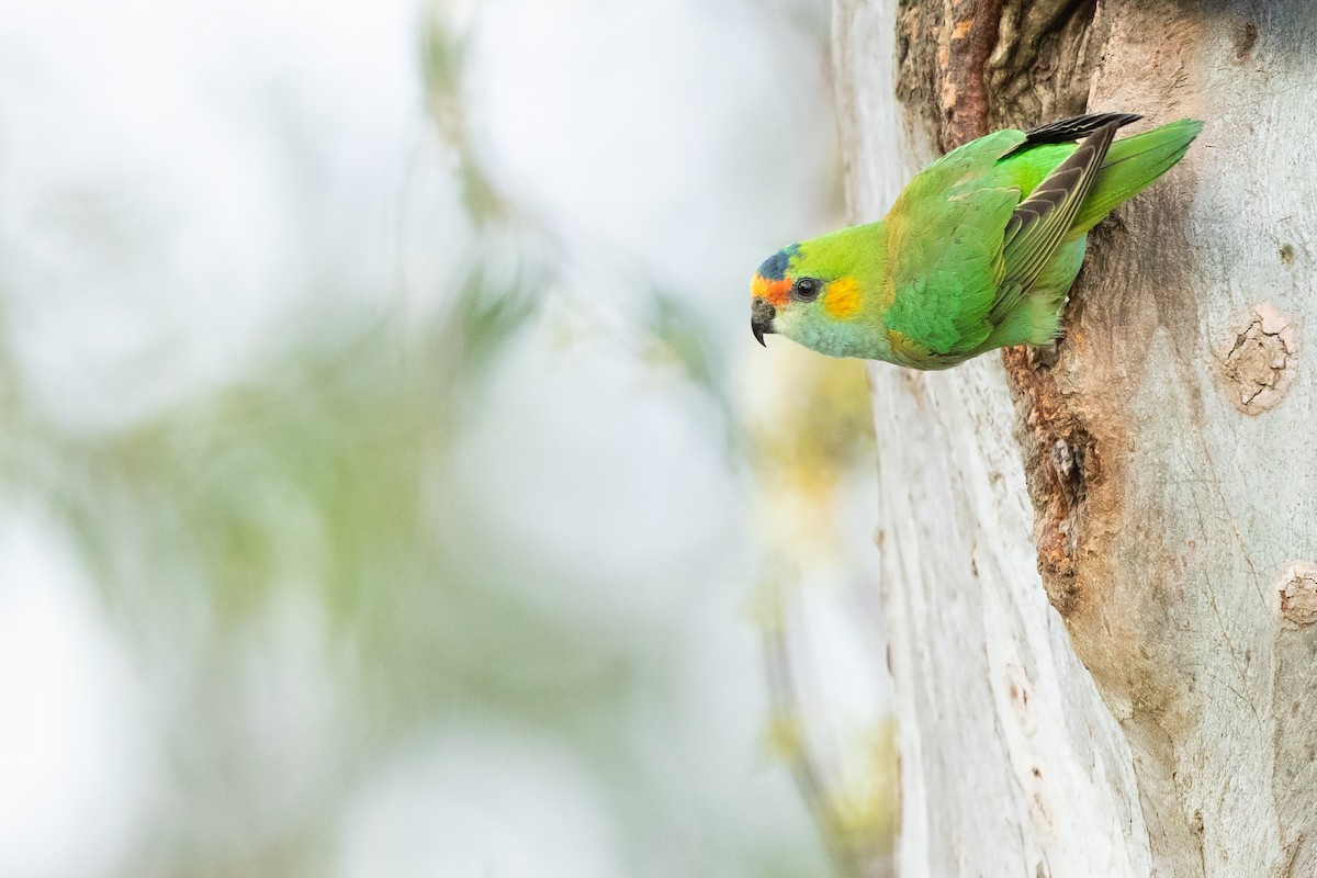 Лорікет-нектароїд блакитноволий - ML647749173