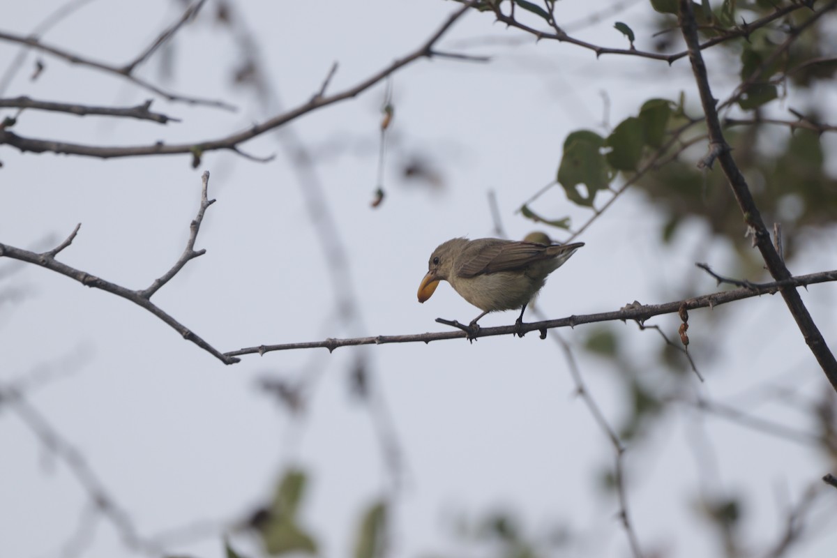 Квіткоїд індійський - ML647749185