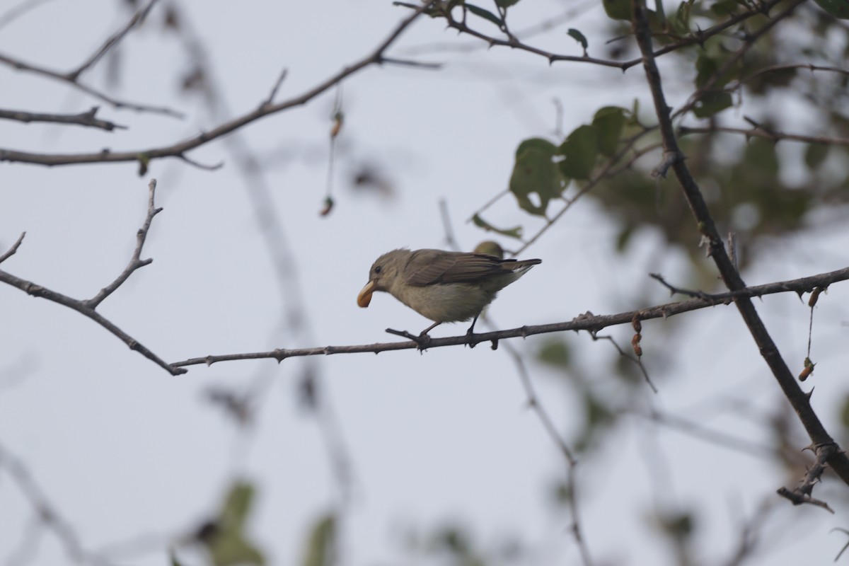 Квіткоїд індійський - ML647749187