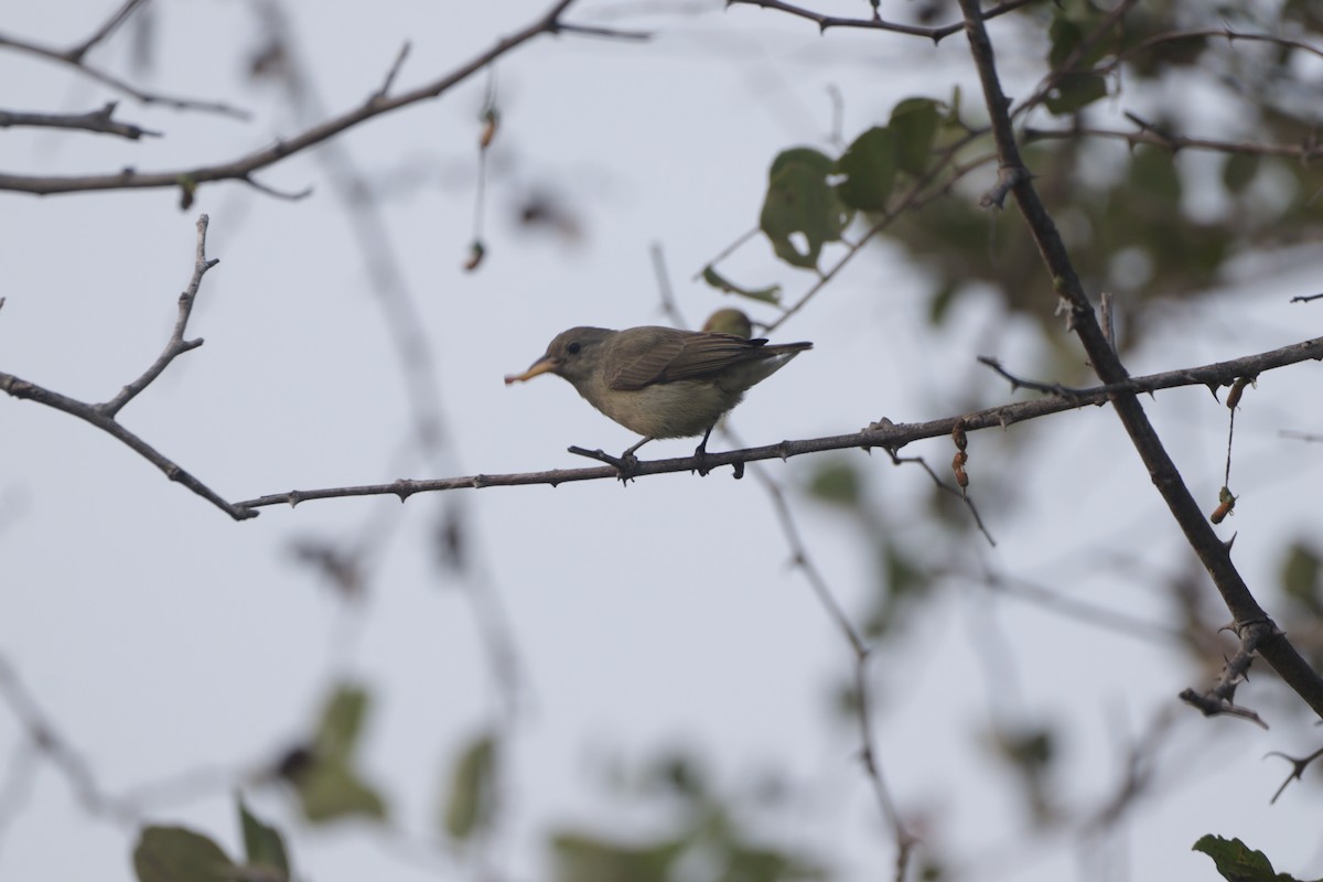 Квіткоїд індійський - ML647749188
