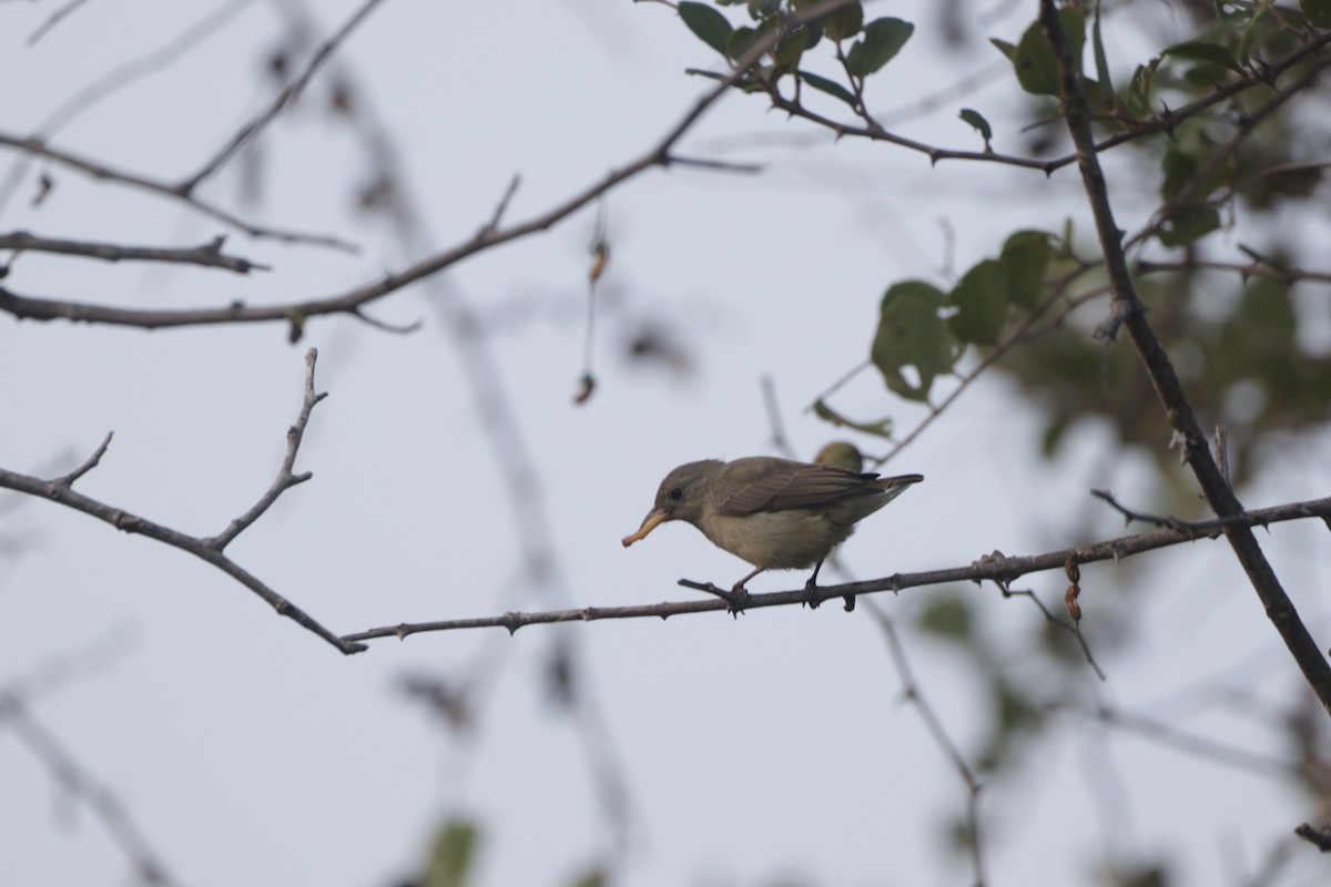 Квіткоїд індійський - ML647749189