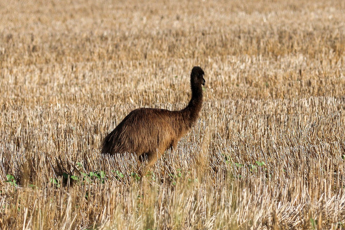 Ему австралійський - ML647749190