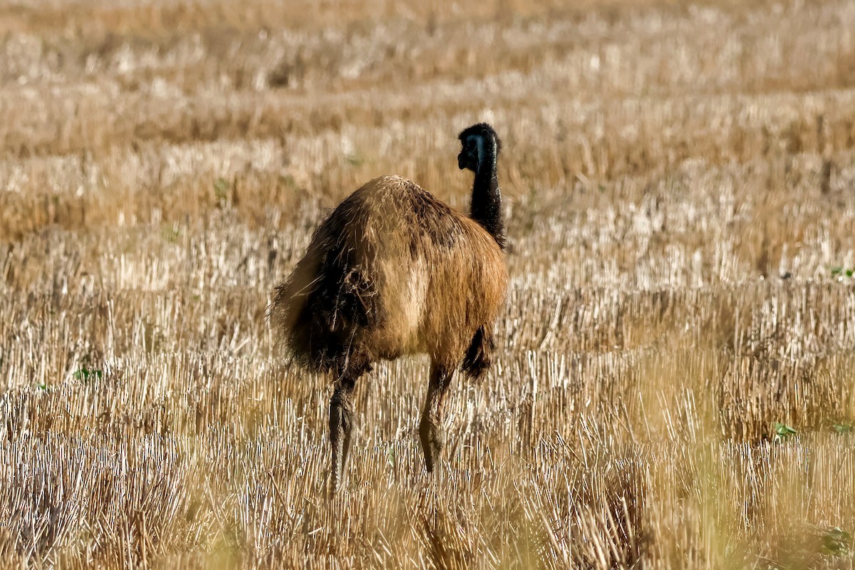 Ему австралійський - ML647749191