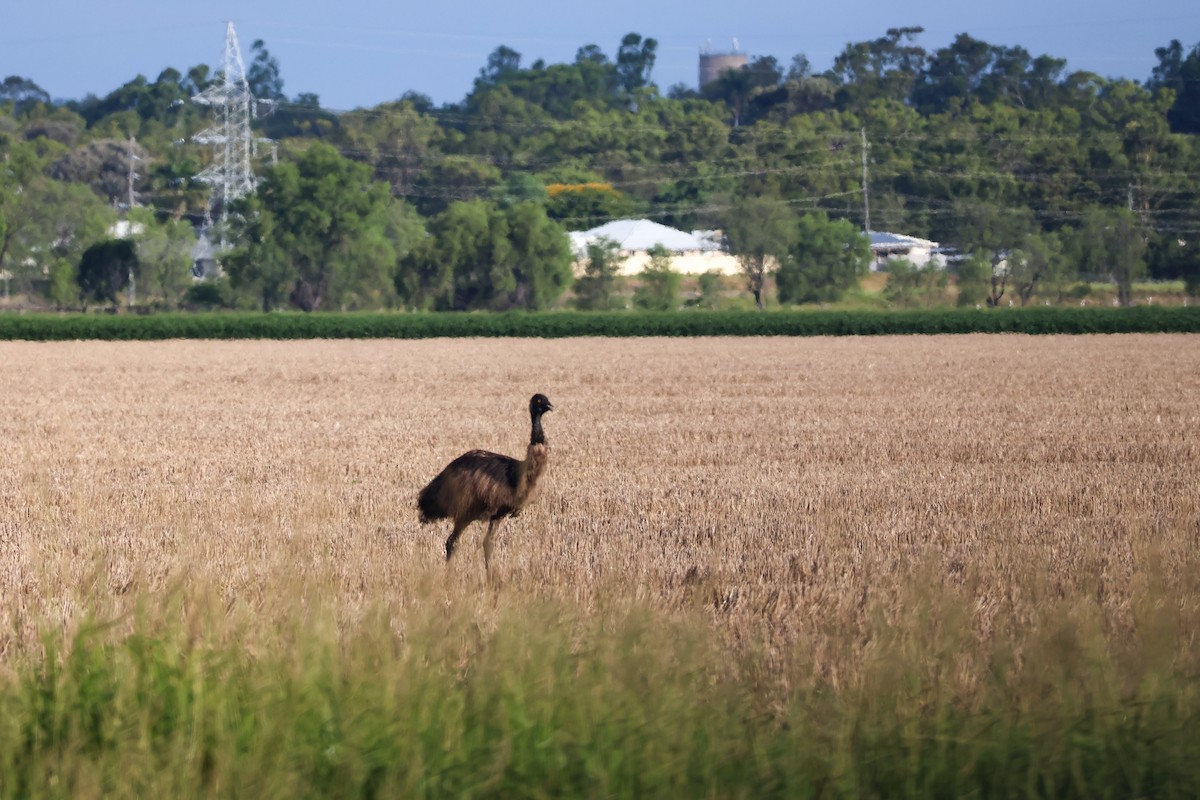 Ему австралійський - ML647749192
