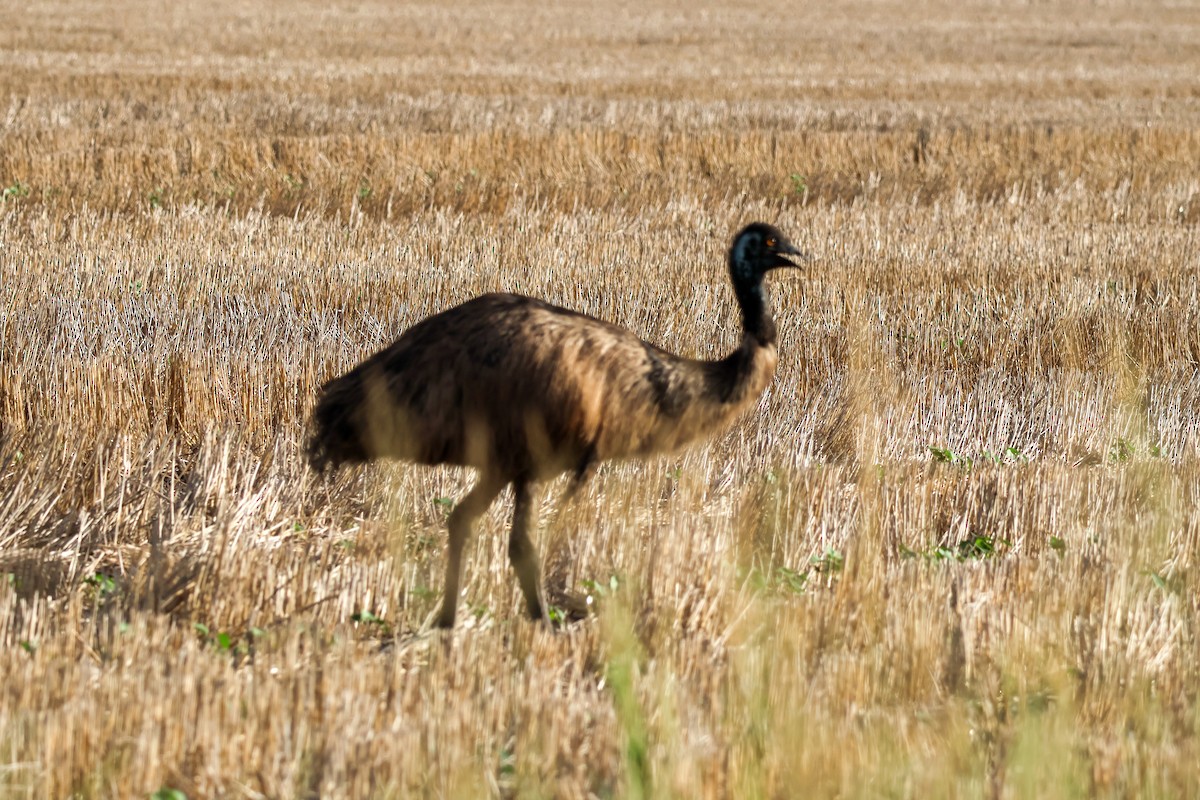 Ему австралійський - ML647749193