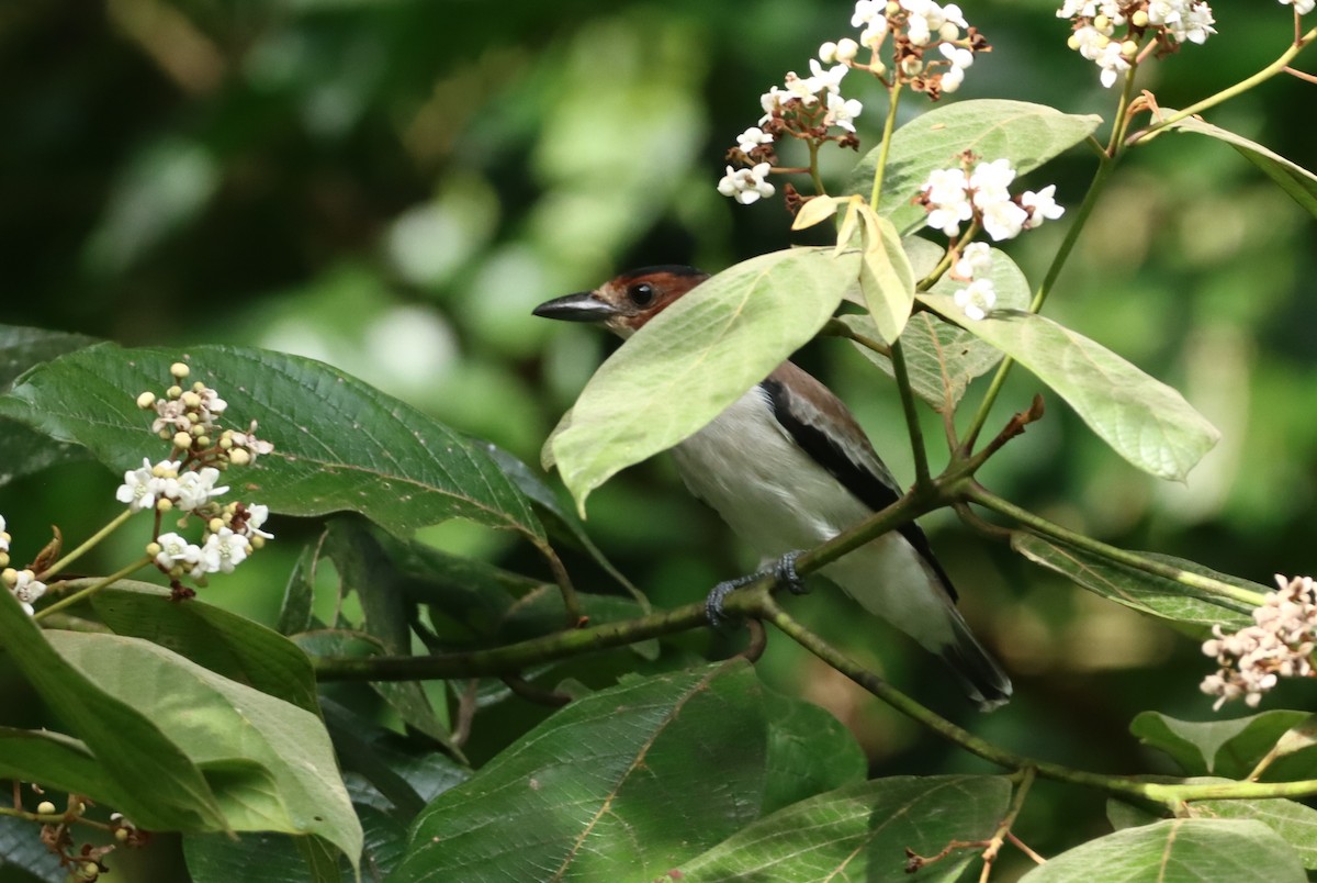 Бекарда чорноголова - ML647749194