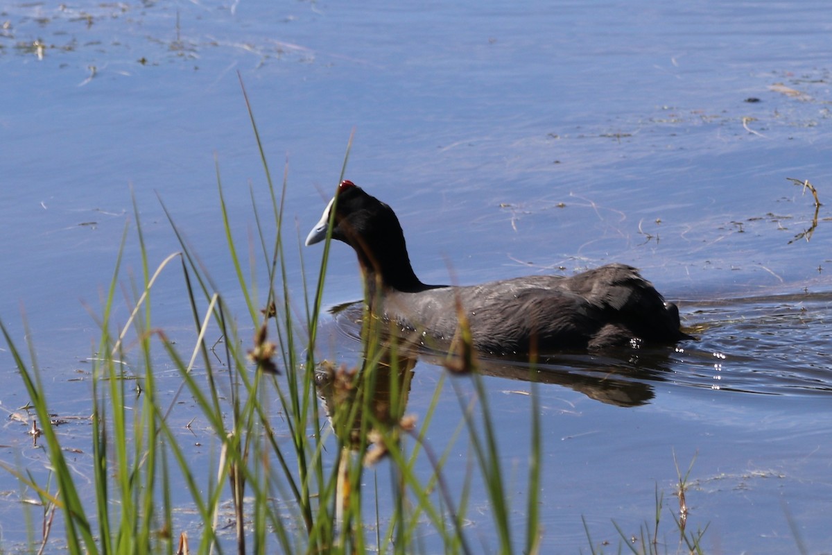 Лиска африканська - ML647749195