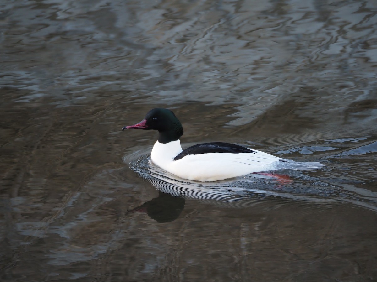 Крех великий - ML647749200