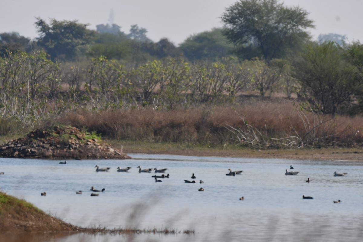 Bar-headed Goose - ML647749201