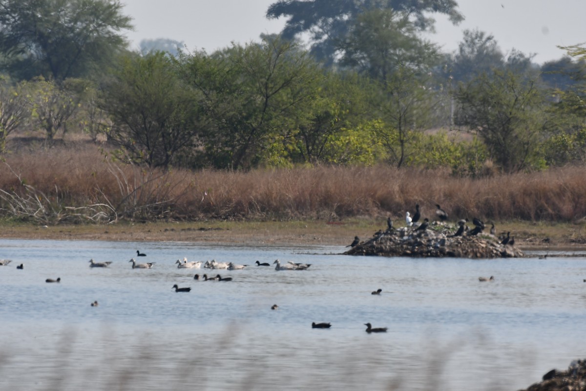 Bar-headed Goose - ML647749202
