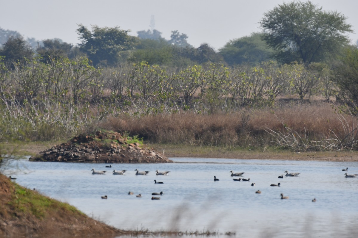 Bar-headed Goose - ML647749203