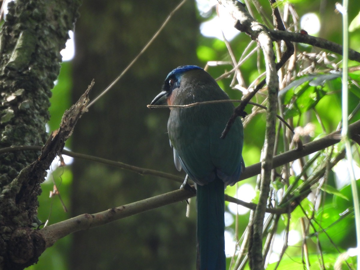 Момот тринідадський - ML647749205