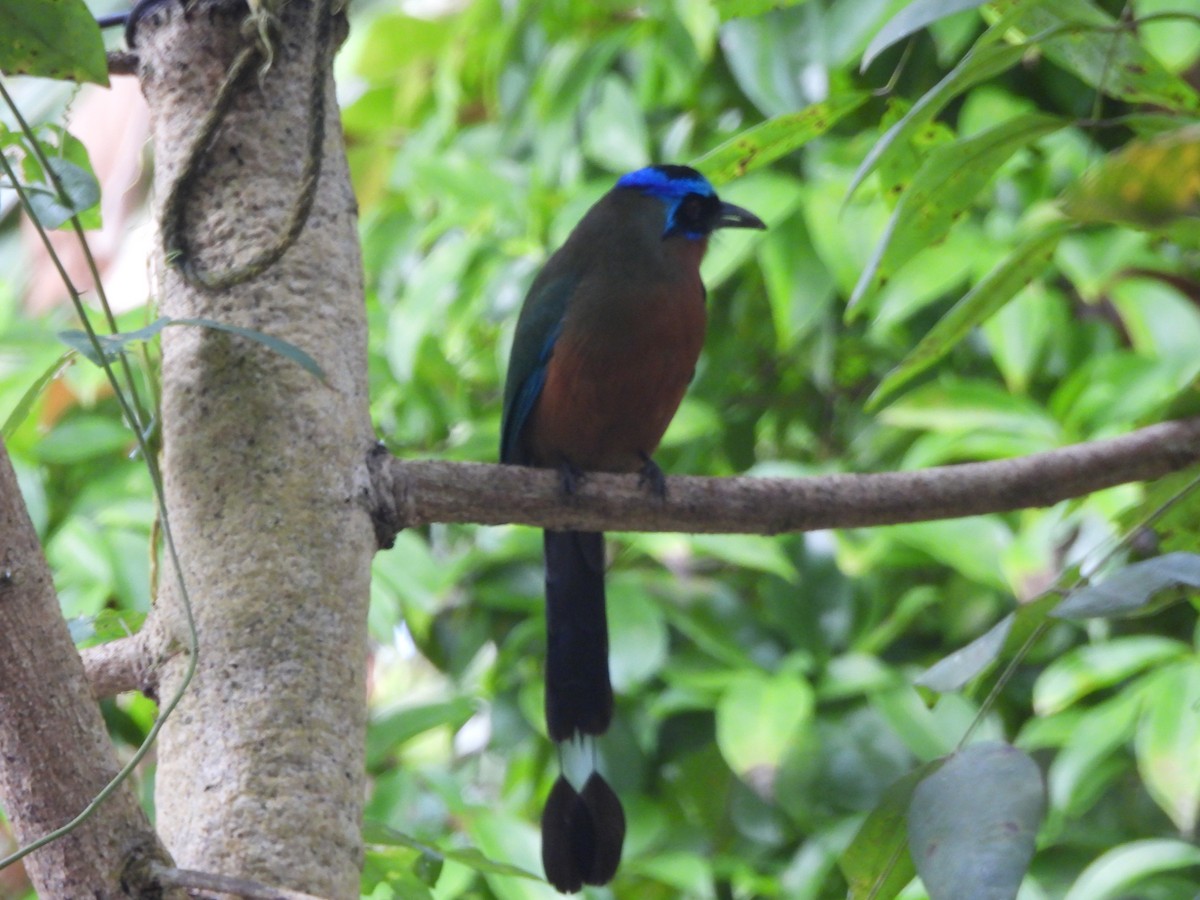 Момот тринідадський - ML647749206