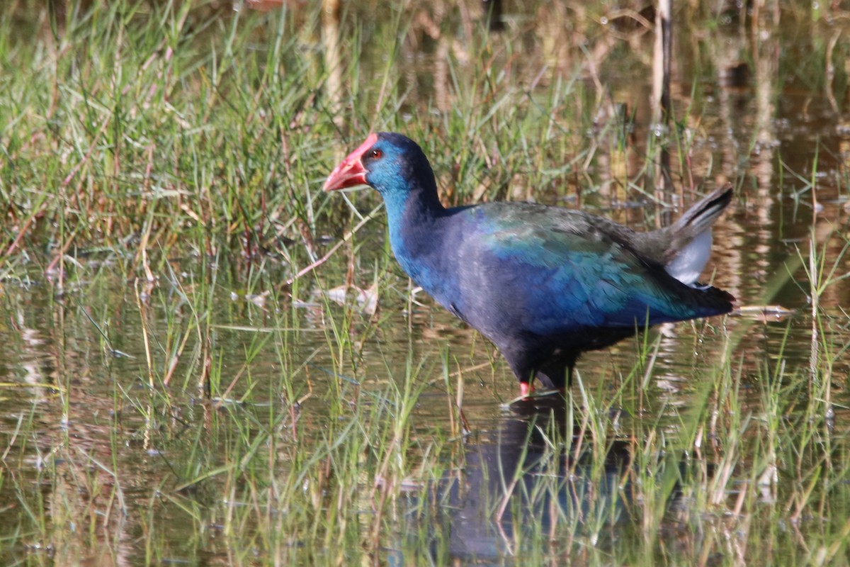 Султанка зеленоспинна - ML647749207