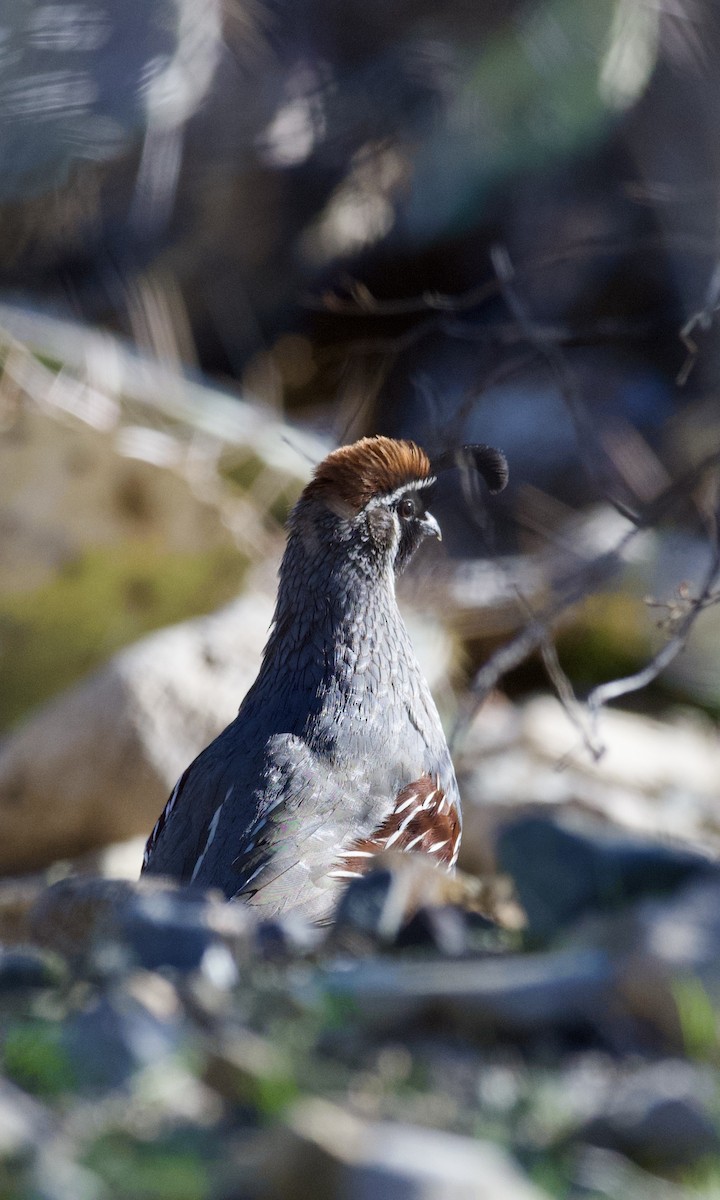 Перепелиця жовтогруда - ML647749209