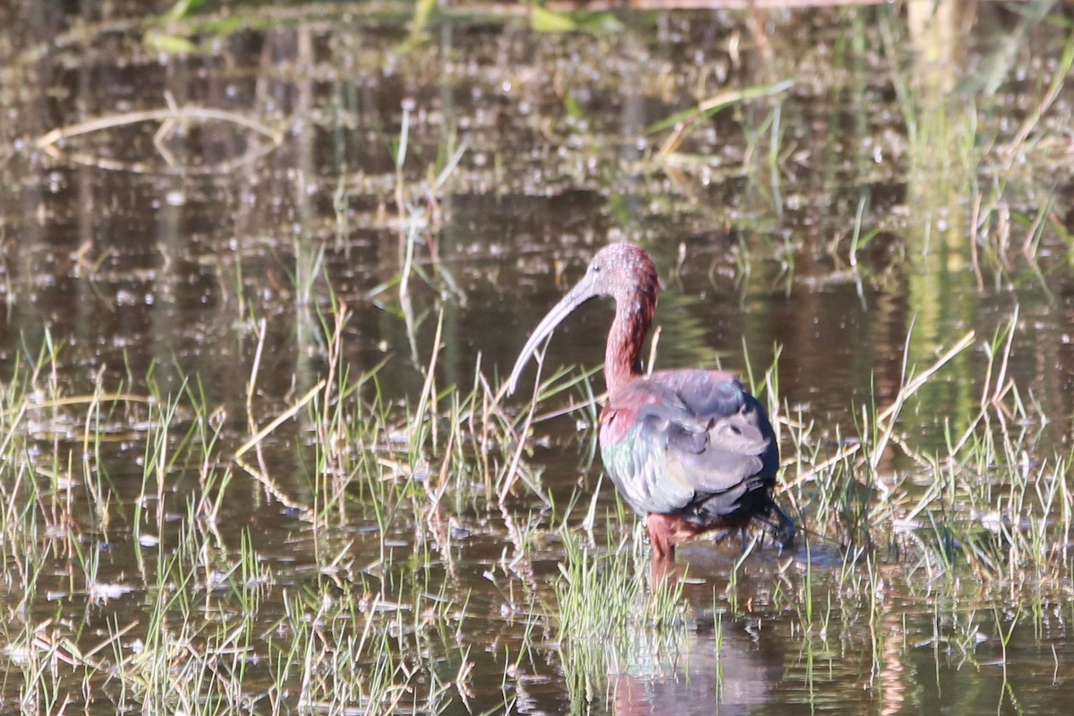 Коровайка бура - ML647749212