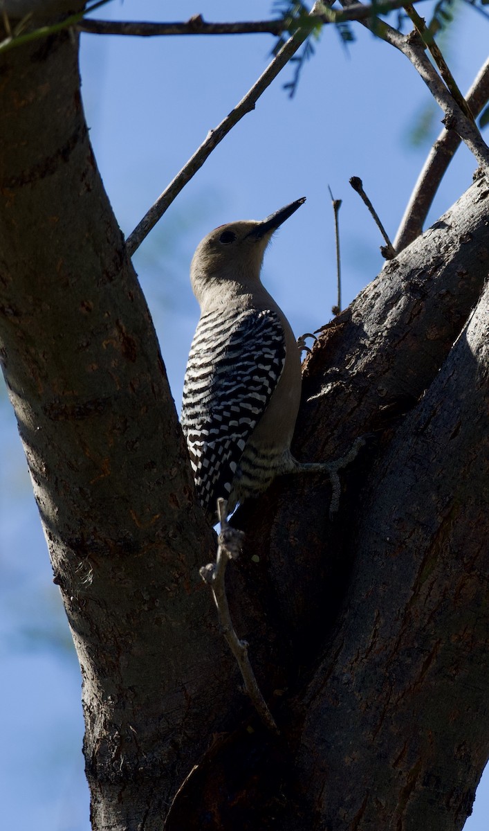 Гіла каліфорнійська - ML647749214