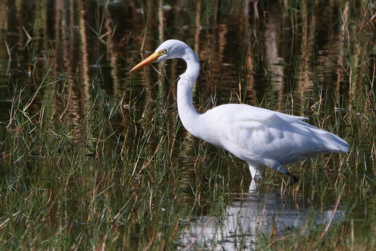 Чапля жовтодзьоба - ML647749218