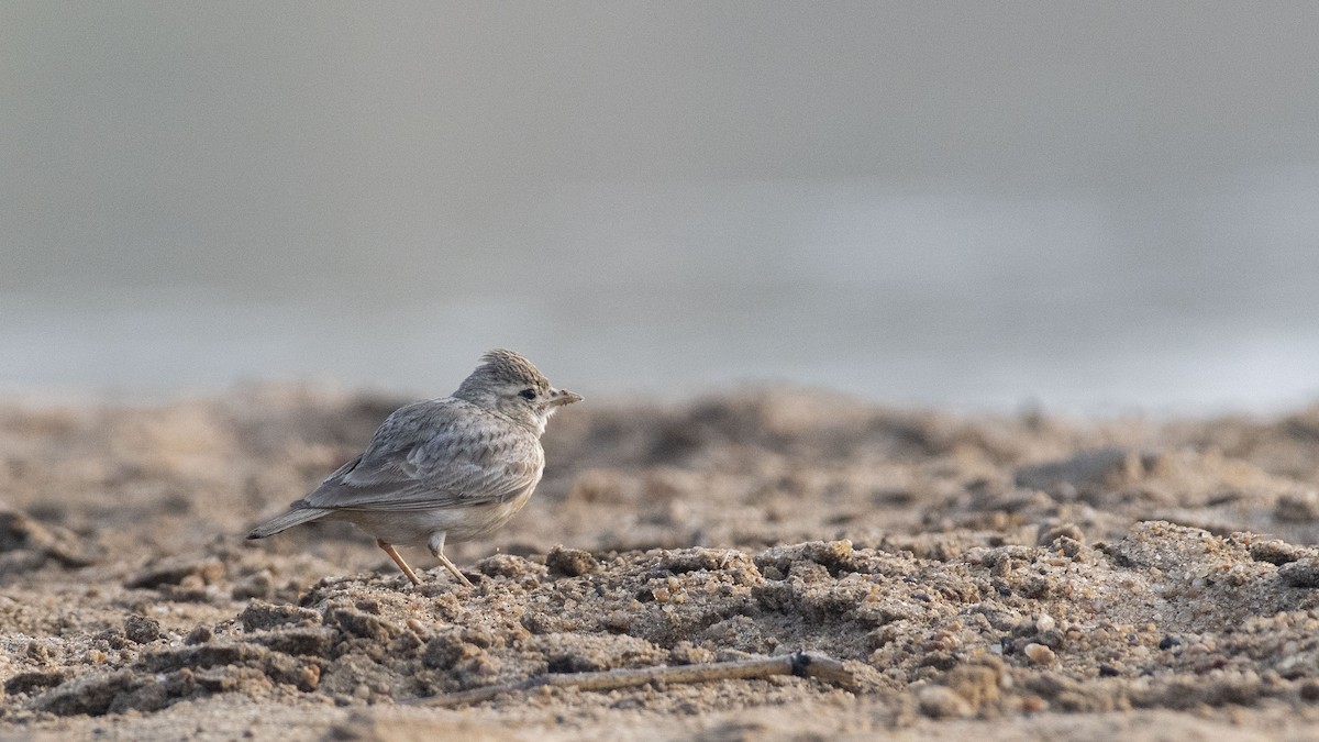 Жайворонок крихітний - ML647749221