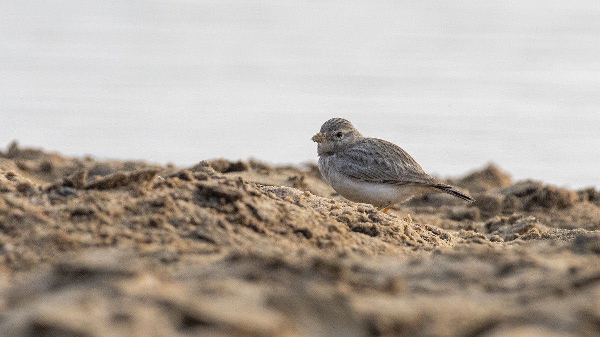 Жайворонок крихітний - ML647749222