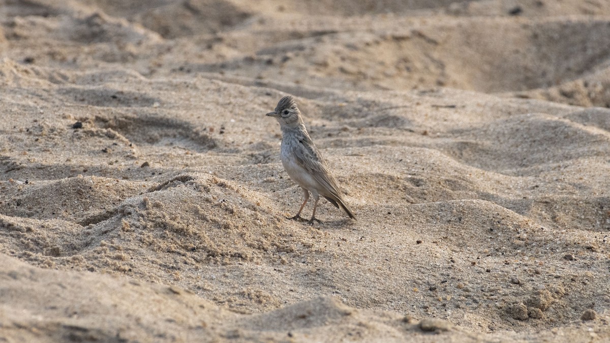 Жайворонок крихітний - ML647749225