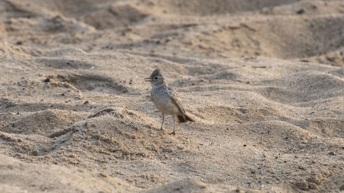 Жайворонок крихітний - ML647749226