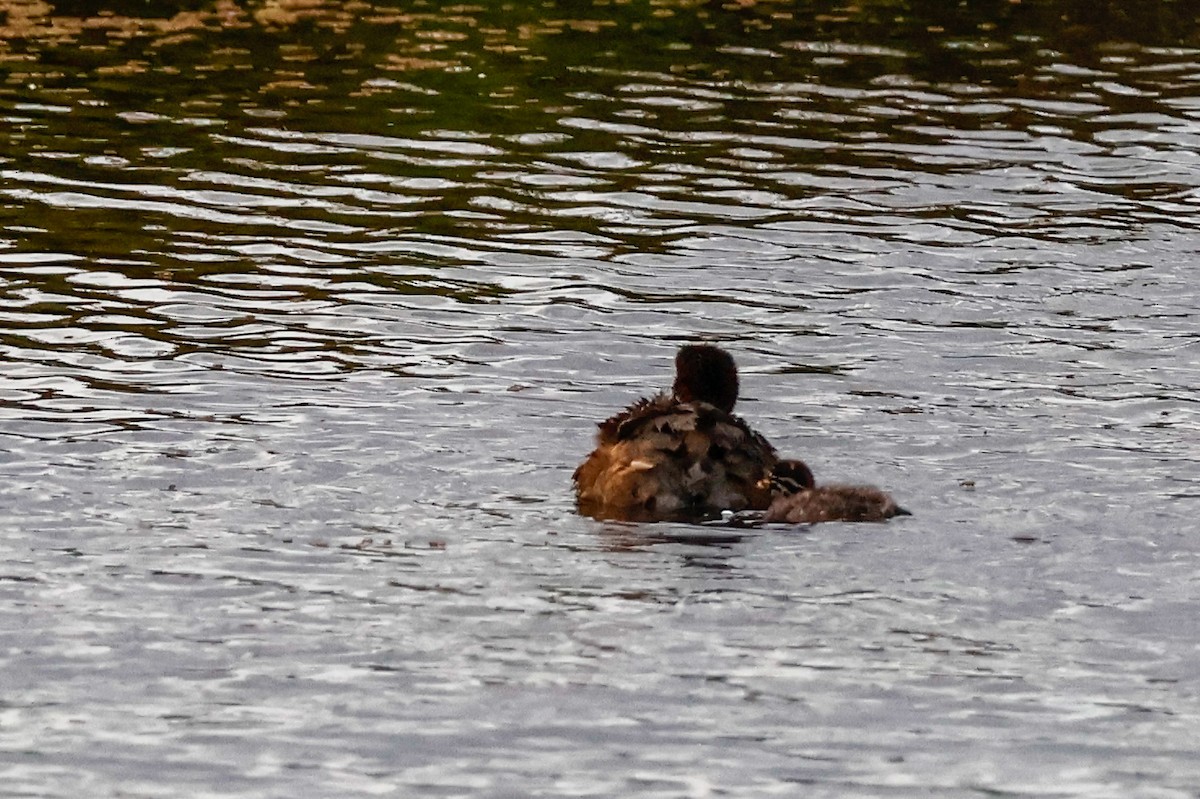 Пірникоза австралійська - ML647749227