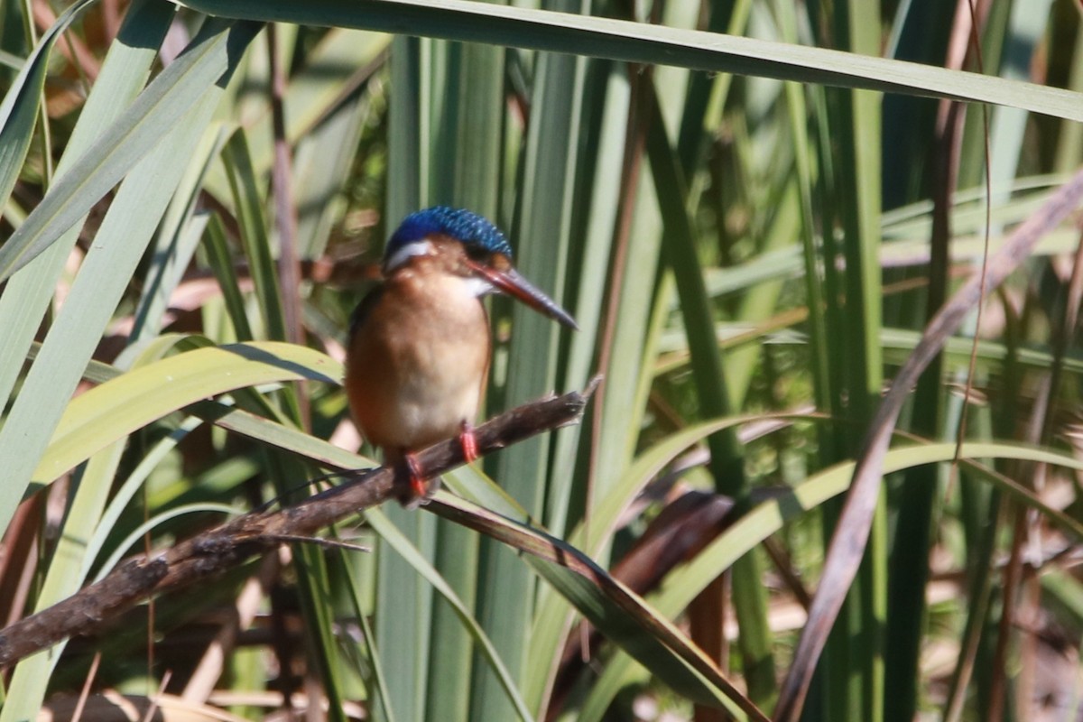 Рибалочка діадемовий [група cristatus] - ML647749232