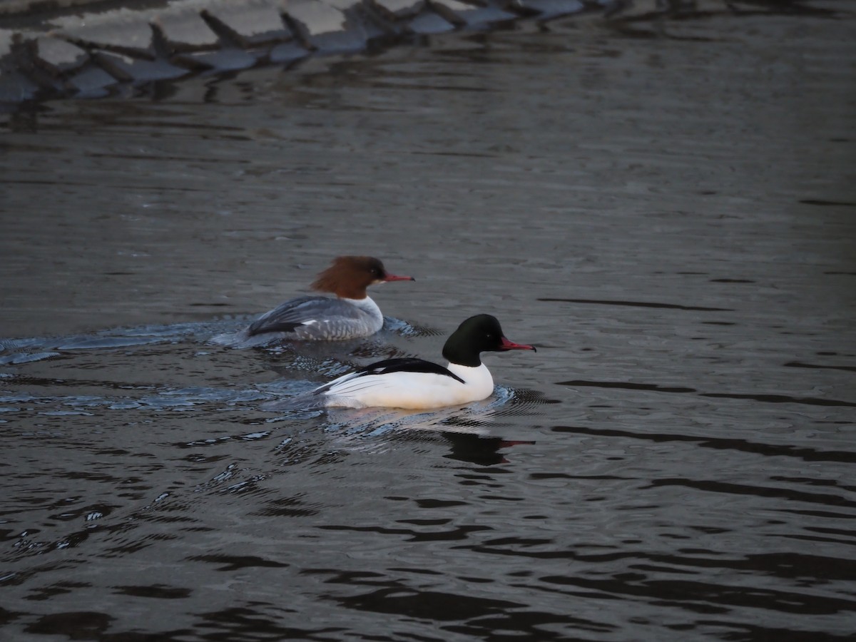 Крех великий - ML647749234