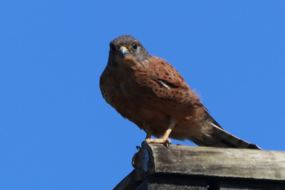 Боривітер савановий - ML647749236