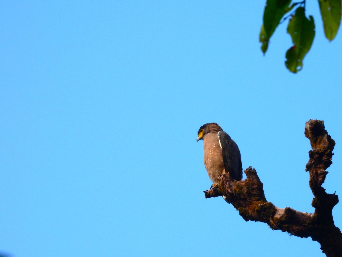 Хохлатый змееяд - ML647749246