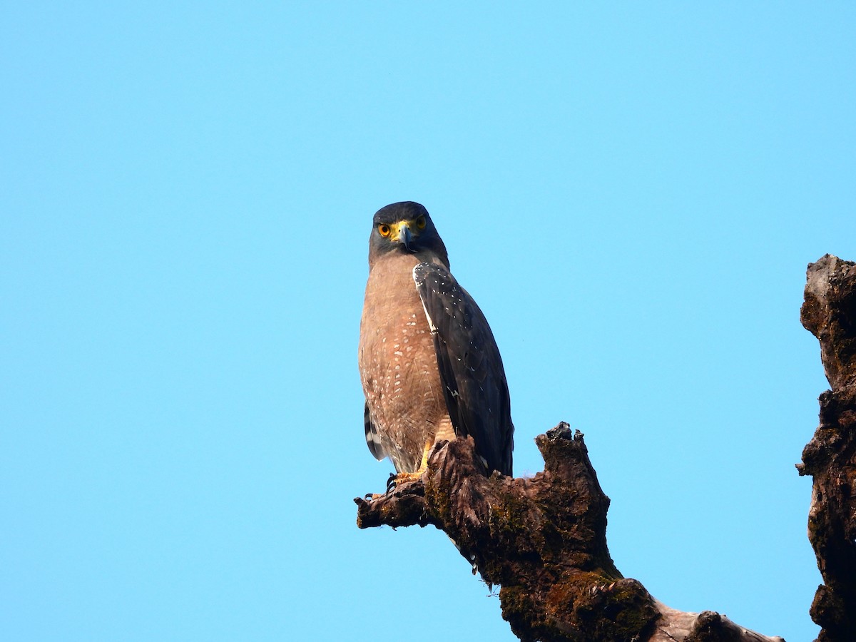 Хохлатый змееяд - ML647749249