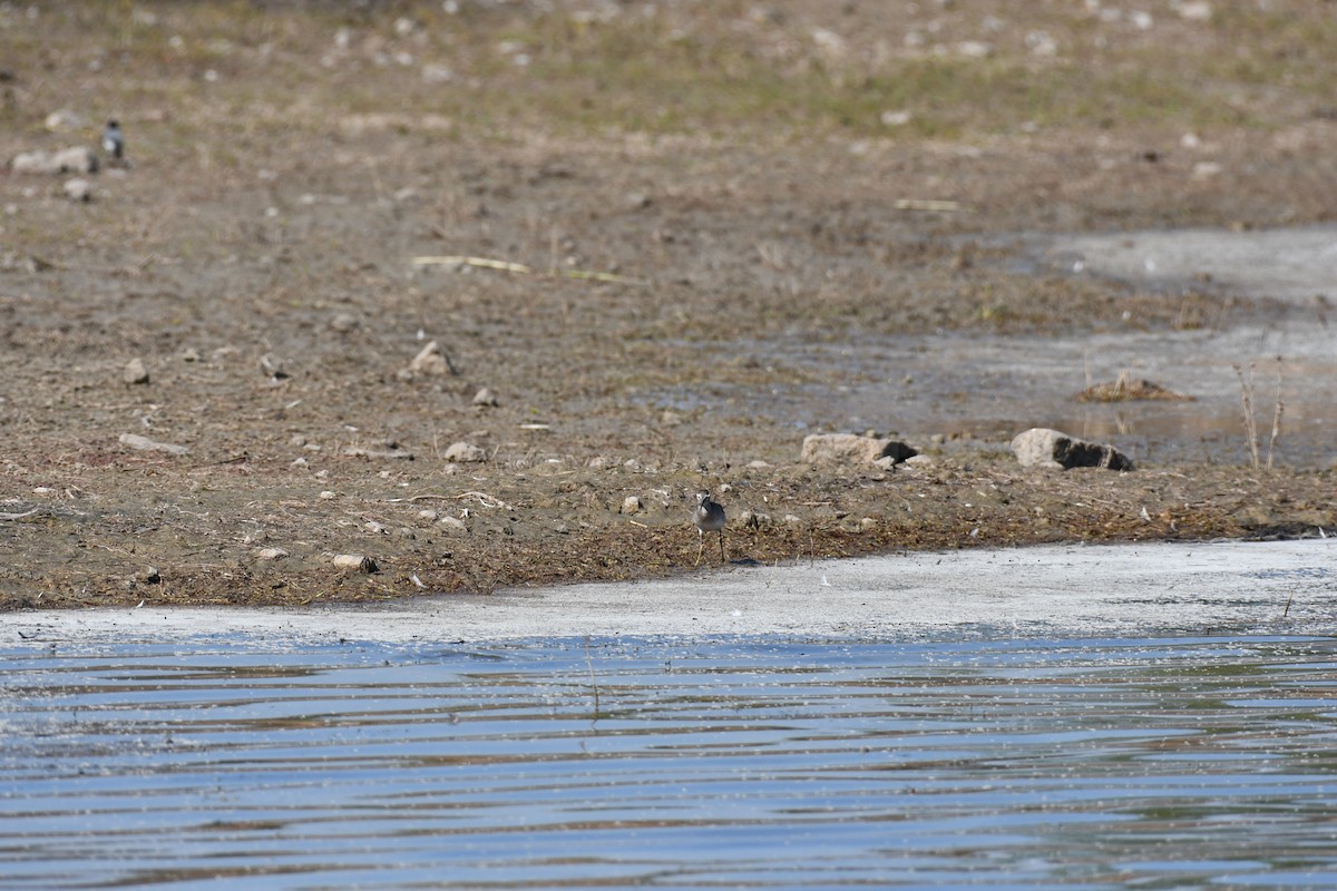 Kuliska pikarta - ML647749267