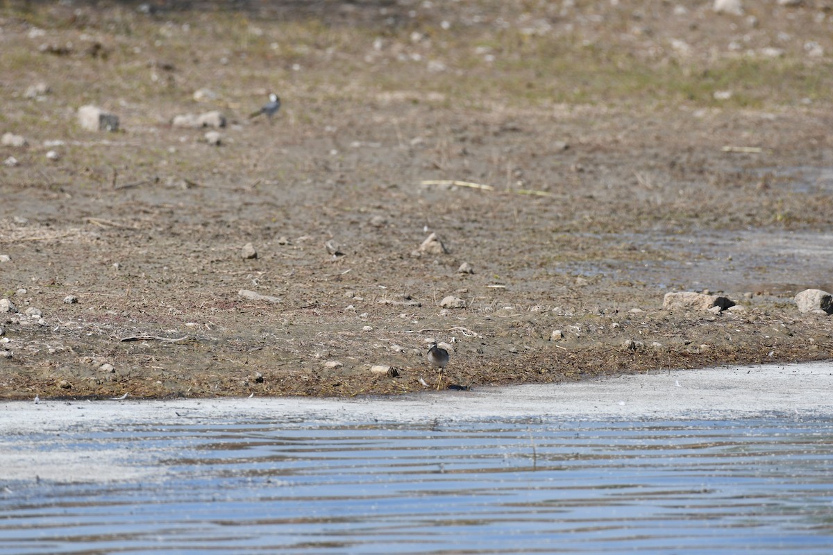 vodouš bahenní - ML647749268