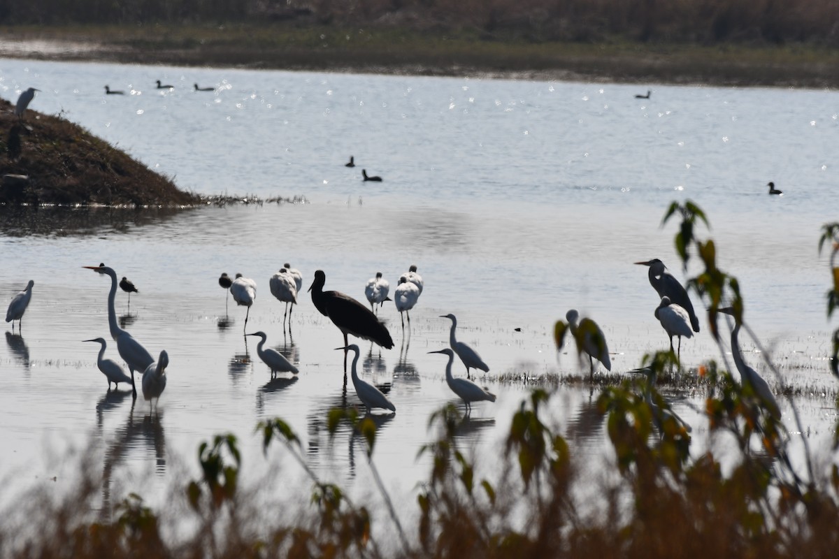 Zikoina beltza - ML647749281