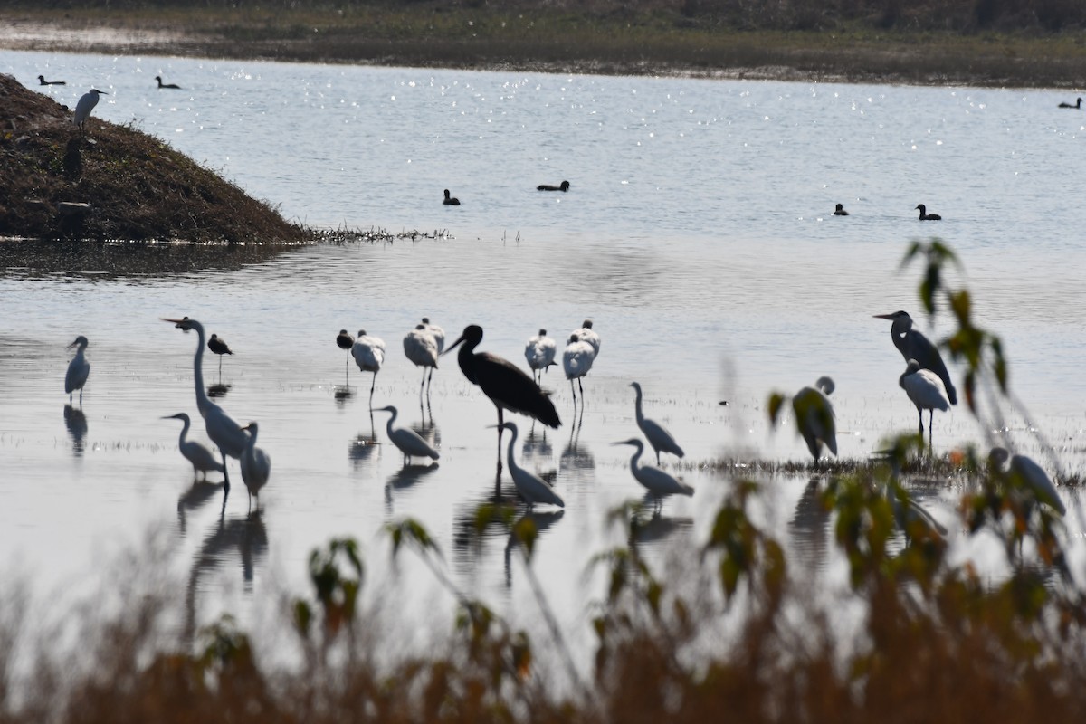 Zikoina beltza - ML647749282