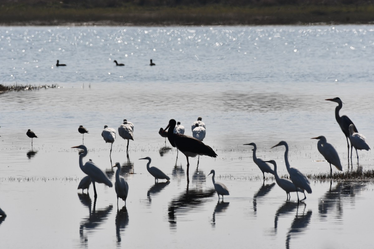 Чёрный аист - ML647749284