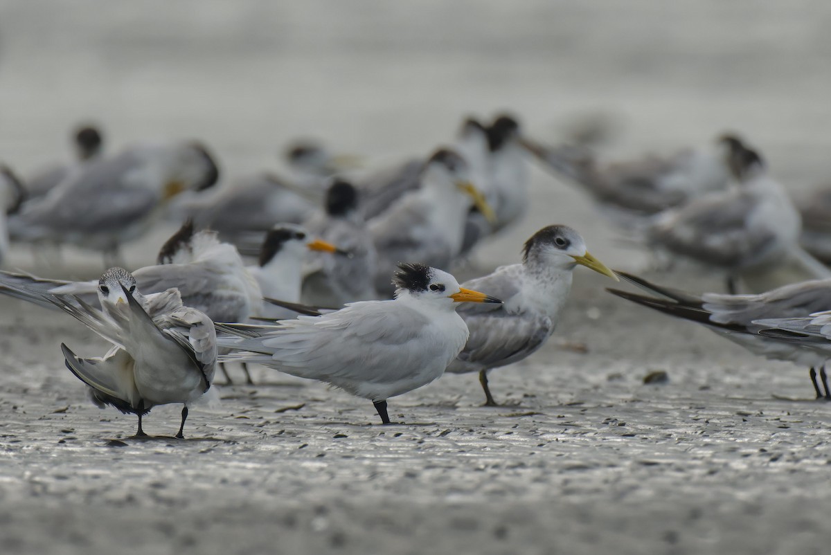 שחפית סינית - ML647749307