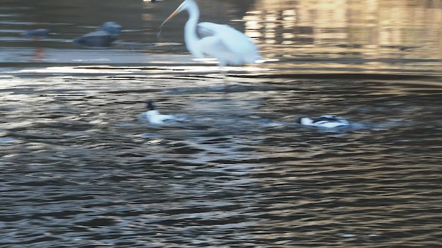 Крех великий - ML647749327