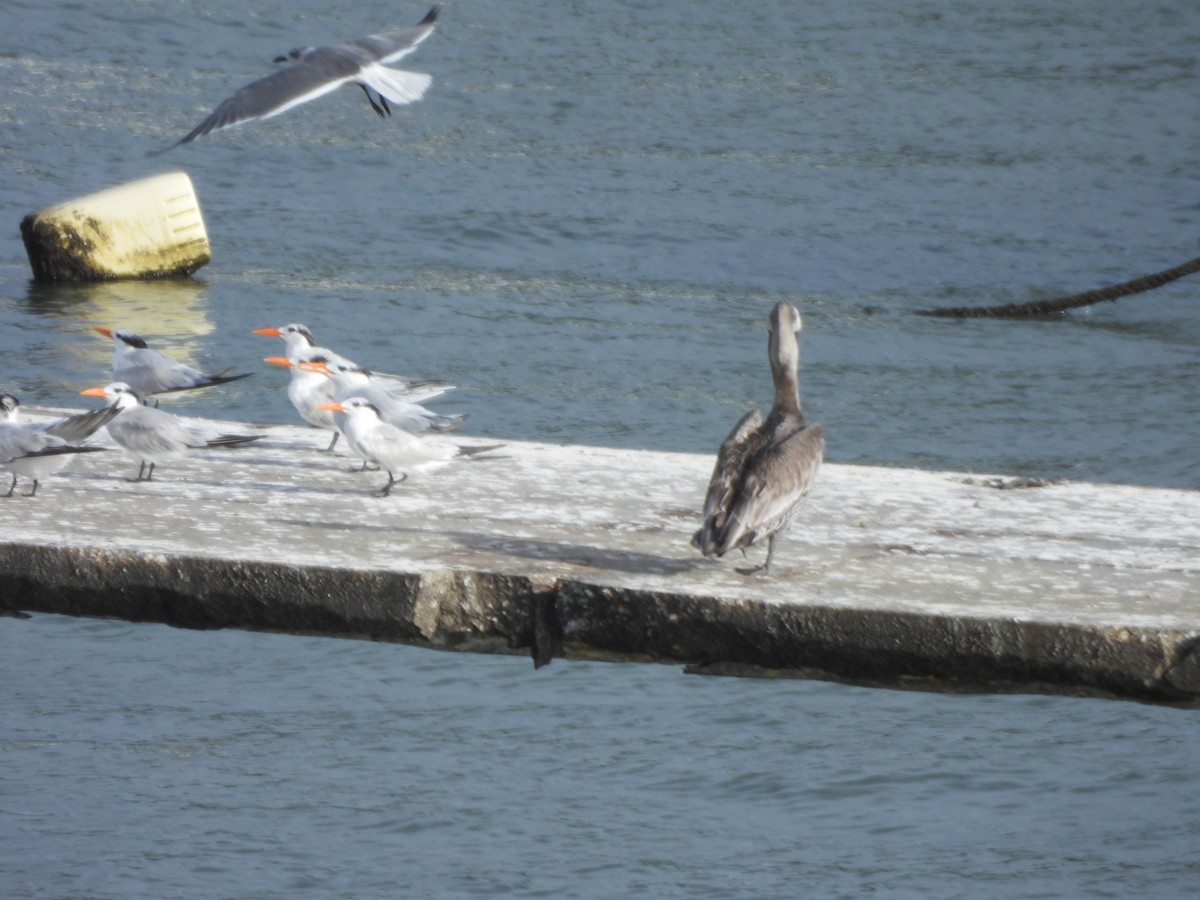 Txenada handi amerikarra - ML647749338