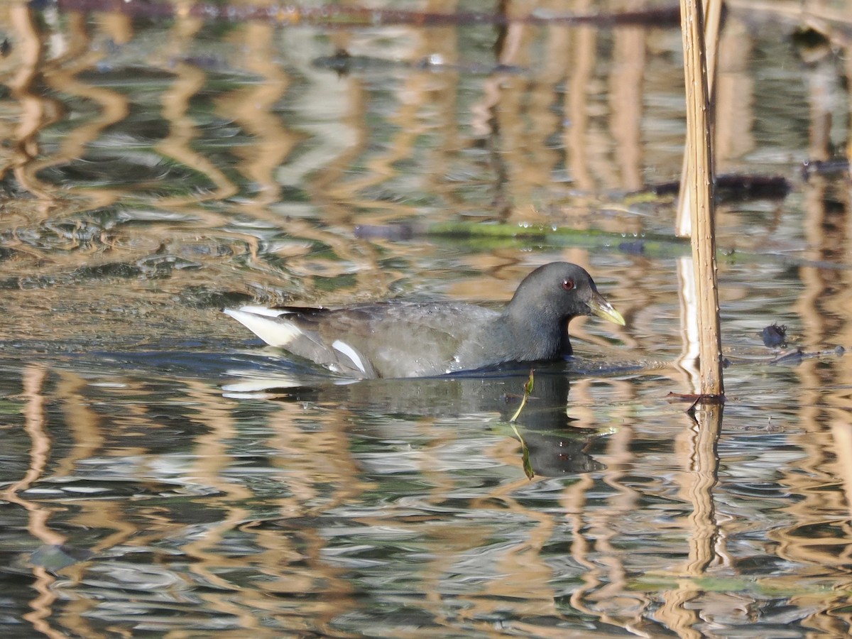 Uroilo arrunta - ML647749339